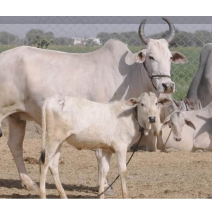 cow