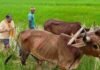 गृहग्राम बगिया के खेत में किसान बने मुख्यमंत्री साय, बैलों के साथ चलाया हल
